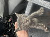 adoptable Cat in dallas, TX named BINKY