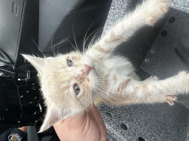 adoptable Cat in Dallas, TX named BOB