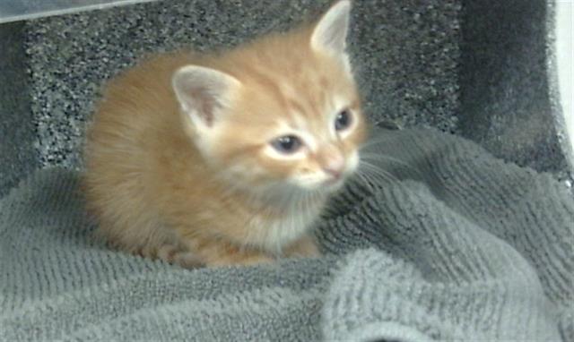 adoptable Cat in Dallas, TX named FRY