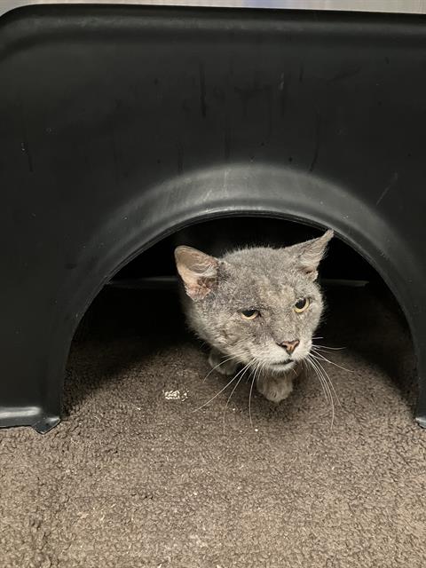 adoptable Cat in Dallas, TX named ZADAH