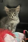 adoptable Cat in dallas, TX named MINNIE