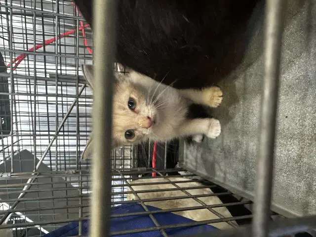 Jj - Domestic Short Hair
