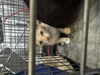adoptable Cat in dallas, TX named JJ