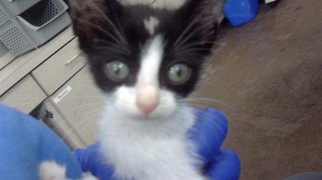 adoptable Cat in Dallas, TX named KK