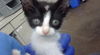 adoptable Cat in dallas, TX named KK