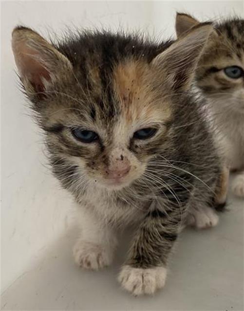 adoptable Cat in Dallas, TX named EMMA