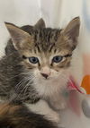 adoptable Cat in dallas, TX named NORMAN