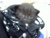 adoptable Cat in dallas, TX named JUDY