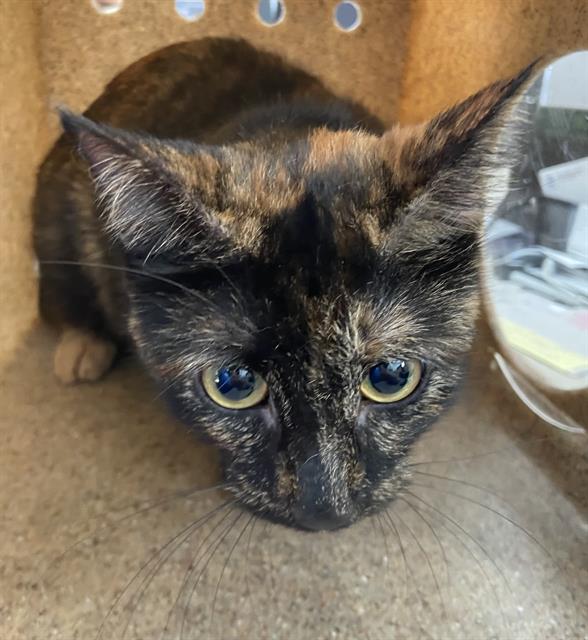 adoptable Cat in Dallas, TX named OLIVE