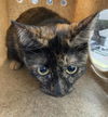 adoptable Cat in dallas, TX named OLIVE