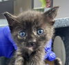 adoptable Cat in dallas, TX named LIVVY