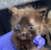 adoptable Cat in dallas, TX named LORI