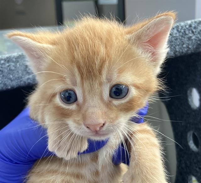 adoptable Cat in Dallas, TX named LEO
