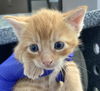 adoptable Cat in dallas, TX named LEO
