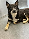 adoptable Dog in  named DORIAN