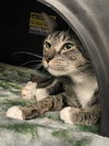 adoptable Cat in dallas, TX named ANGELO