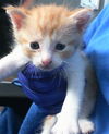 adoptable Cat in dallas, TX named MELON