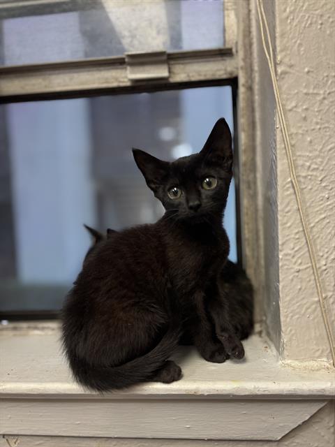 adoptable Cat in Dallas, TX named HARPER