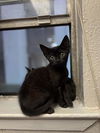 adoptable Cat in dallas, TX named HARPER