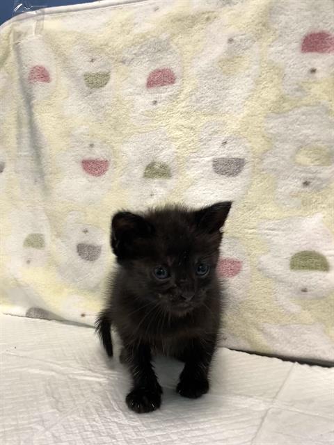 adoptable Cat in Dallas, TX named AUTUM