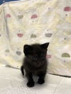 adoptable Cat in dallas, TX named AUTUM