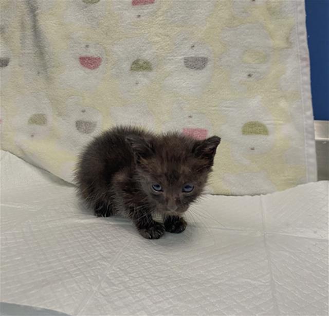 adoptable Cat in Dallas, TX named PANTHER