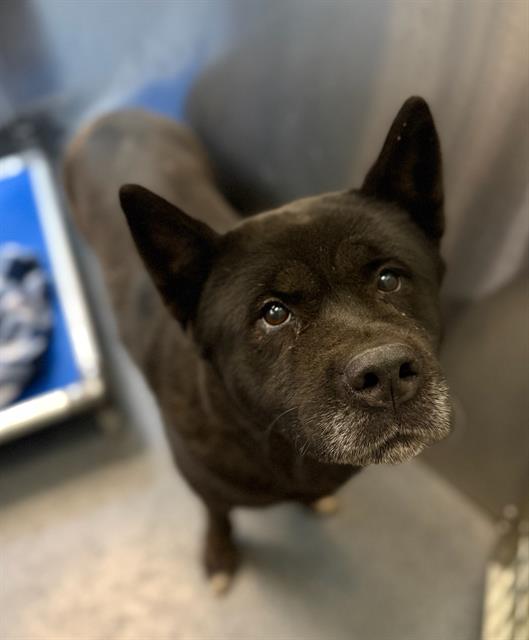 adoptable Dog in Dallas, TX named ONYX