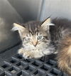 adoptable Cat in dallas, TX named C3P0