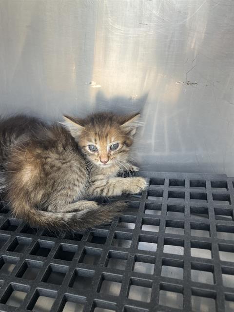 R2D2 - Domestic Medium Hair available for adoption