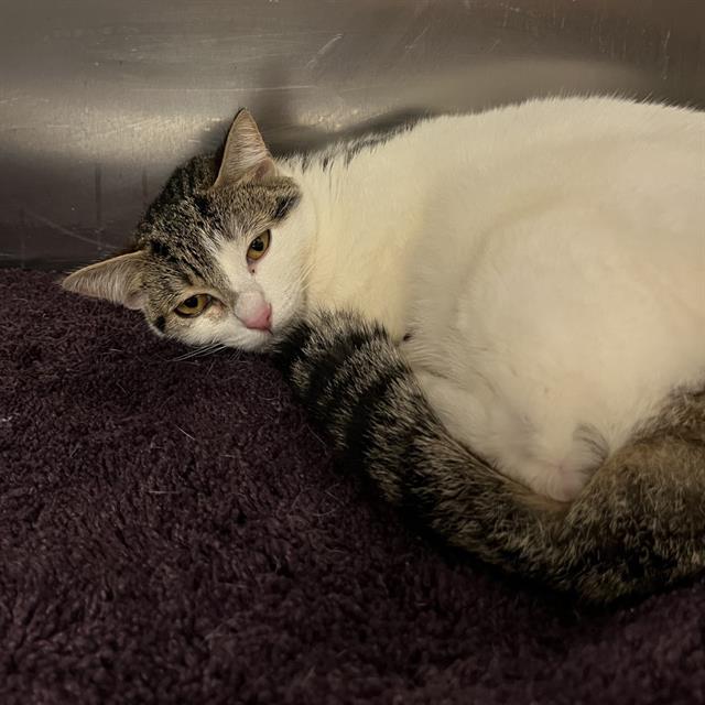 adoptable Cat in Dallas, TX named COUNTESS