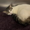 adoptable Cat in dallas, TX named COUNTESS