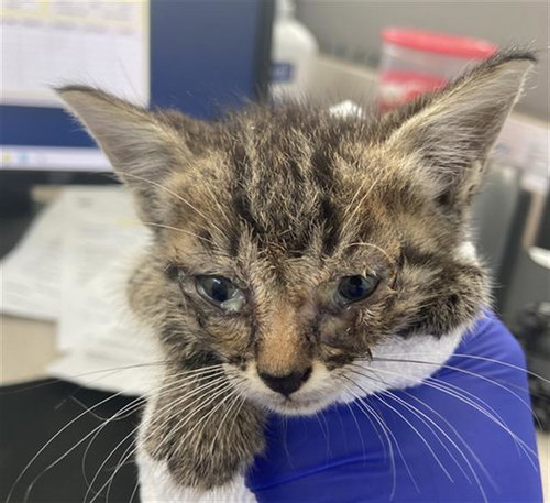TOM TOM - Domestic Short Hair available for adoption