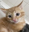 adoptable Cat in dallas, TX named CHILI