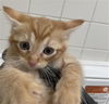 adoptable Cat in dallas, TX named CAYENE