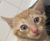 adoptable Cat in dallas, TX named CHIPOTLE