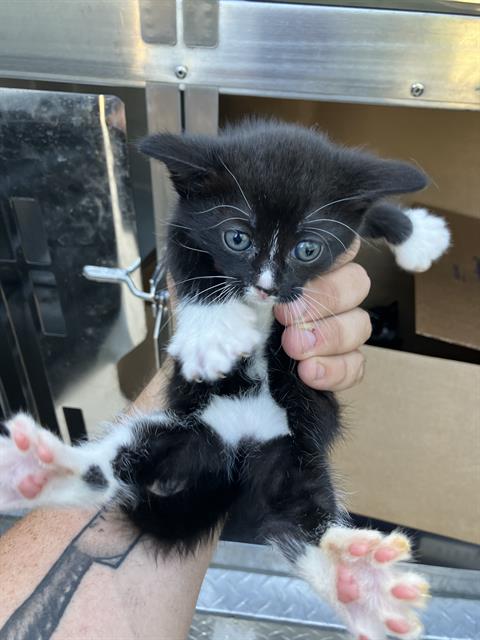 adoptable Cat in Dallas, TX named SAPPHIRE