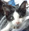 adoptable Cat in dallas, TX named CHASE