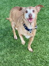 adoptable Dog in  named BRANDY