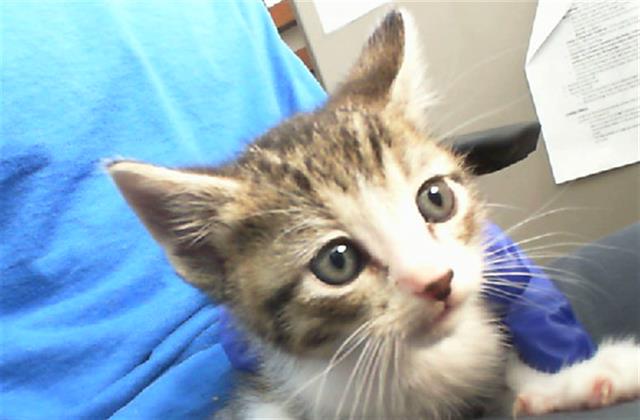 adoptable Cat in Dallas, TX named NIMBUS