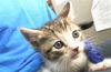 adoptable Cat in dallas, TX named NIMBUS