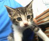 adoptable Cat in dallas, TX named GOJO