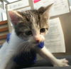 adoptable Cat in dallas, TX named LUCI