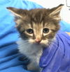adoptable Cat in dallas, TX named MINI ME