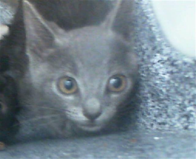 adoptable Cat in Dallas, TX named CHARLIE