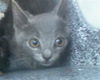 adoptable Cat in dallas, TX named CHARLIE