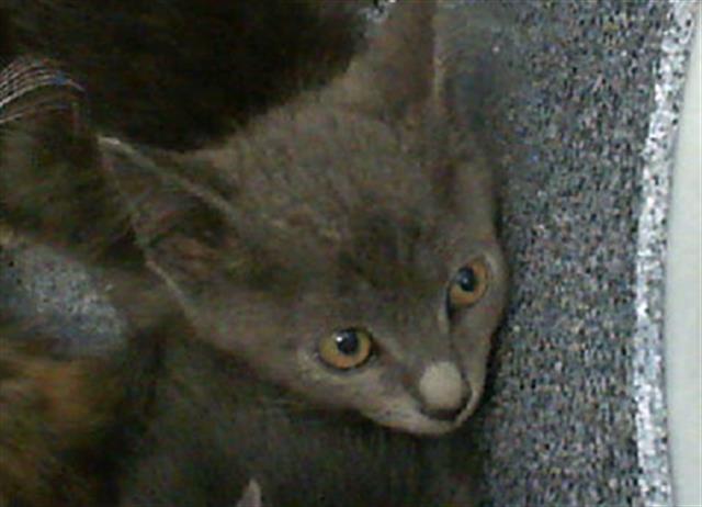 adoptable Cat in Dallas, TX named MANDY