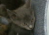 adoptable Cat in dallas, TX named MANDY