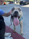 adoptable Dog in  named BOONIE