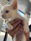 adoptable Cat in dallas, TX named JOHN SNOW