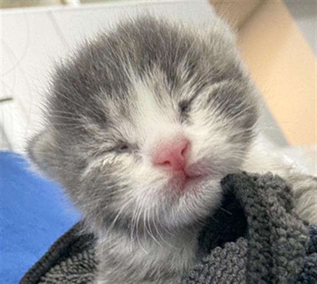 adoptable Cat in Dallas, TX named BEANIE
